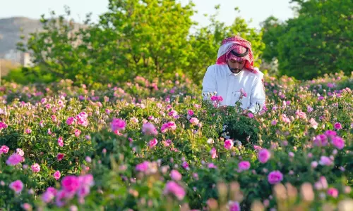 സൗ​ദി റോ​സാ​പ്പൂ​ക്ക​ൾ​ക്ക് ആ​ഗോ​ള​ത​ല​ത്തി​ൽ വ​ൻ ഡി​മാ​ൻ​ഡ്