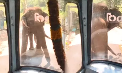 കെ.എസ്.ആർ.ടി.സി ബസിന് നേരെവന്ന് ഗ്ലാസ് കുത്തി തകർക്കാൻ ശ്രമിച്ച് കാട്ടാന; ഭീതിയിലായി യാത്രക്കാർ