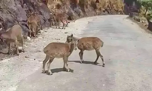 മൂന്നാർ വിളിക്കുന്നു, വരയാടുകളെ കാണാൻ മൂന്നാർ വിളിക്കുന്നു, വരയാടുകളെ കാണാൻ