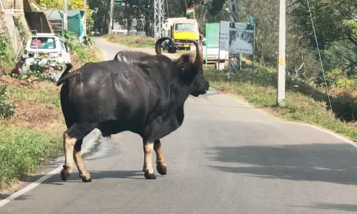 പഞ്ചായത്ത് ഓഫിസിൽ കാട്ടുപോത്ത്: ഫര്ണിച്ചറുകളും ഉപകരണങ്ങളും തകര്ത്തു പഞ്ചായത്ത് ഓഫിസിൽ കാട്ടുപോത്ത്: ഫര്ണിച്ചറുകളും ഉപകരണങ്ങളും തകര്ത്തു