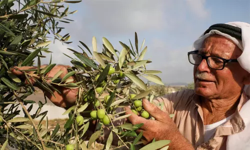 വെസ്റ്റ് ബാങ്കിൽ പ്രത്യാശയുടെ തൈകൾ; ഒലിവ് മരങ്ങളിലൂടെ അതിജീവനത്തിന്റെ പുതുചരിത്രം കുറിച്ച് ഫലസ്തീൻ വെസ്റ്റ് ബാങ്കിൽ പ്രത്യാശയുടെ തൈകൾ; ഒലിവ് മരങ്ങളിലൂടെ അതിജീവനത്തിന്റെ പുതുചരിത്രം കുറിച്ച് ഫലസ്തീൻ