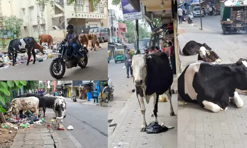 ഗോശാലകളുടെ മറവിൽ കോടികളുടെ കറവ; തെരുവിൽ അലയുന്നത് 77,000 കാലികൾ