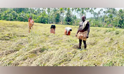 കുഴികുളം പാടശേഖരത്തിൽ വെള്ളം കയറി കൃഷി നശിച്ചു