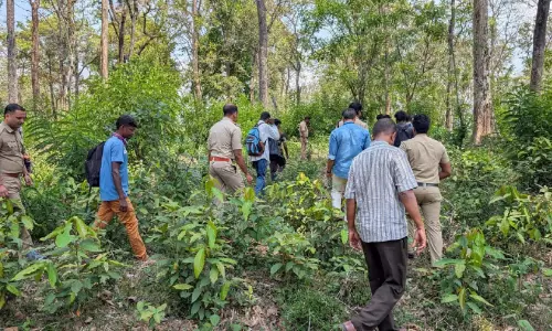 കഞ്ചാവ് തോട്ടങ്ങൾ കണ്ടെത്താൻ സംയുക്ത പരിശോധന