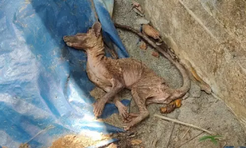 അപൂർവ ജീവിയെ പിടികൂടി