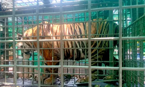 നാട്ടുകാരെ വിറപ്പിച്ച കടുവ കൂട്ടിൽ