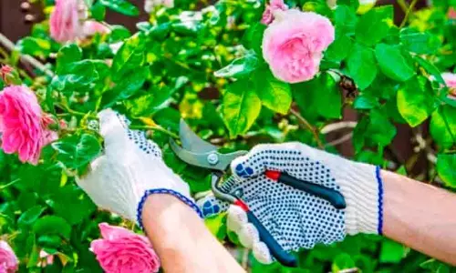 ജിസാനിൽ റോസ് കൃഷി വികസിപ്പിക്കുന്നു; റോസ് സിറ്റികളും നഴ്സറികളും സംസ്കരണ ശാലയുമായി ‘റീഫ് സൗദി’ ജിസാനിൽ റോസ് കൃഷി വികസിപ്പിക്കുന്നു; റോസ് സിറ്റികളും നഴ്സറികളും സംസ്കരണ ശാലയുമായി ‘റീഫ് സൗദി’