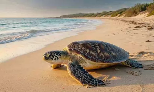 അപൂർവയിനം കടലാമകൾ മുട്ടയിടാൻ തീരമണയുന്നു; കടലാമ സംരക്ഷണ സീസണ് ഖത്തറിൽ തുടക്കം