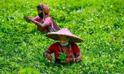 തേ​യി​ല ഗോ​ത്ര വോ​ട്ടു​ക​ളി​ൽ  ക​ണ്ണു​വെ​ച്ച് ജെ.​എം.​എ​മ്മി​ന്റെ വ​ര​വ്