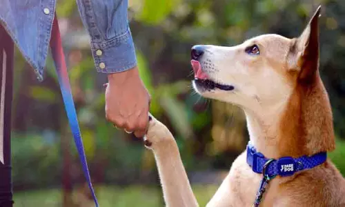 സ്​പെഷൽ ക്ലാസുണ്ട്, സ്കൂൾ ബസും; വളർത്തുനായുടെ സ്കൂൾ ചെലവ് 1.6 ലക്ഷം രൂപ