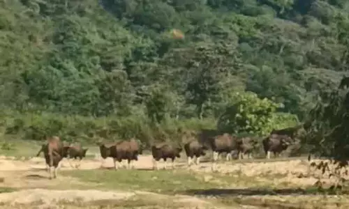 വരിവരിയായ് കാട്ട് പോത്തിൻ കൂട്ടം; കൗതുകവും ഒപ്പം ഭീതിയും