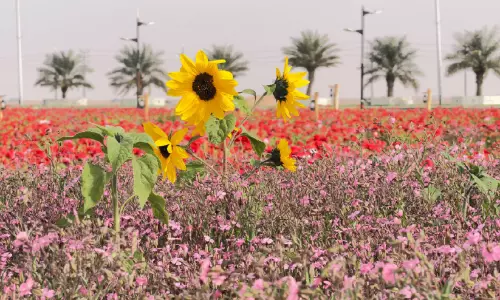 റൗ​ദ​ത്ത് ഹ​ബ്ബാ​സ് പു​ഷ്പ ഉ​ദ്യാ​നം; വ​ട​ക്ക​ൻ സൗ​ദി​യി​ൽ വ​സ​ന്ത​ത്തി​െൻറ വ​ർ​ണ​ക്കാ​ഴ്ച​ക​ൾ