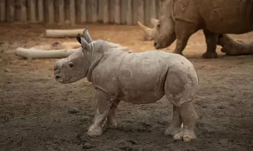 ദുബൈ സഫാരി പാർക്കിൽ പുതിയ അതിഥി; വെള്ള കാണ്ടാമൃഗത്തിന് കുഞ്ഞ്​ ജനിച്ചു