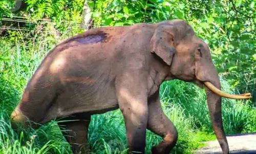 മുട്ടിക്കൊമ്പനെ പിടികൂടി: മുറിവുണങ്ങും വരെ മുത്തങ്ങ ആന ക്യാമ്പിൽ