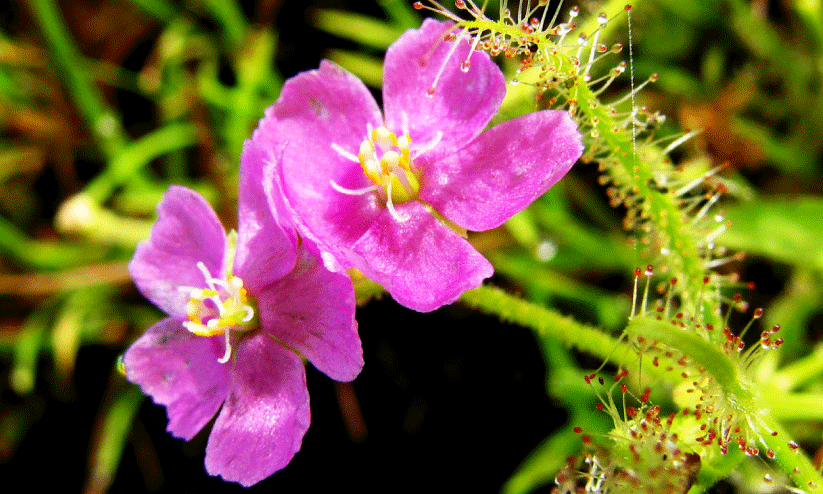 അഴുകണ്ണി അഴുകണ്ണി