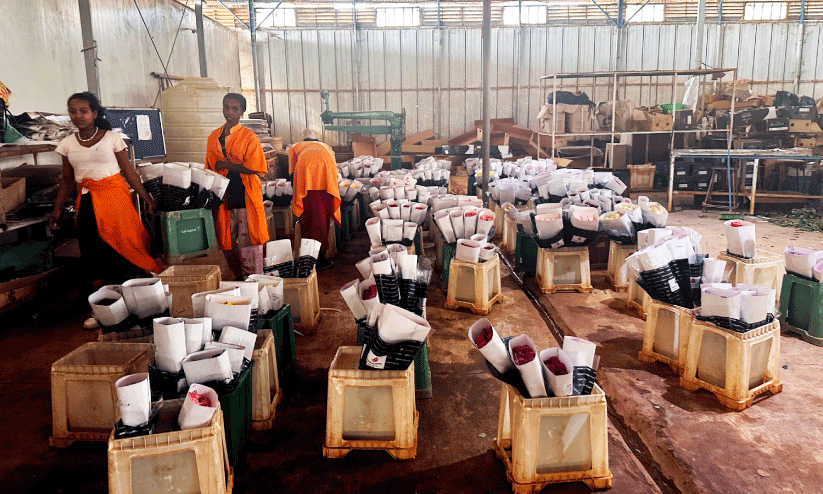 പൂക്കൾ കയറ്റിയയക്കാനായി ഫാമിൽനിന്ന് തരംതിരിച്ച് വെക്കുന്നു