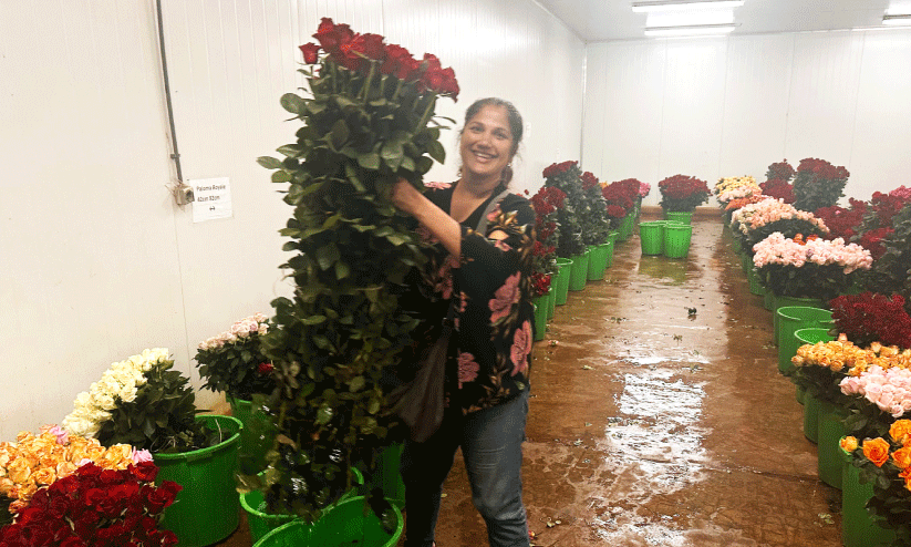 വിസ കുരുക്കുകൾ വിസ കുരുക്കുകൾ