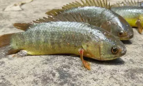 ജീവനുള്ള മത്സ്യം തൊണ്ടയിൽ കുടുങ്ങി യുവാവിന് ദാരുണാന്ത്യം