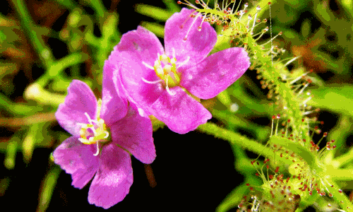 അഴുകണ്ണി