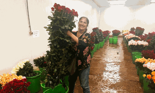 വിസ കുരുക്കുകൾ