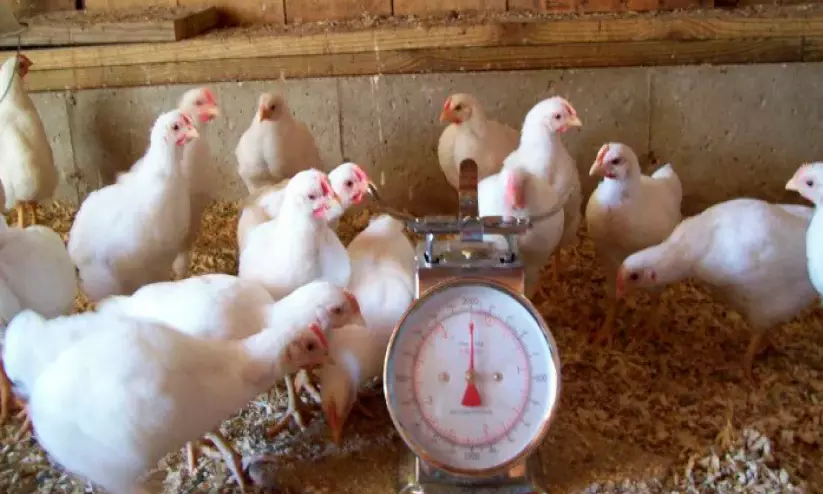 പ്രാദേശികമായി പുതിയ 140 ഉൽപന്നങ്ങൾ; ഭക്ഷ്യോൽപാദനം കൂട്ടാൻ ഒരുങ്ങി യു.എ.ഇ പ്രാദേശികമായി പുതിയ 140 ഉൽപന്നങ്ങൾ; ഭക്ഷ്യോൽപാദനം കൂട്ടാൻ ഒരുങ്ങി യു.എ.ഇ