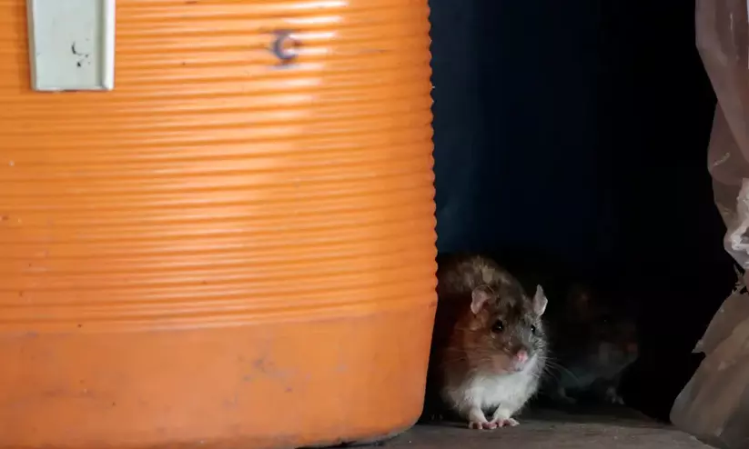 എലി ശല്യം രൂക്ഷം; നിയന്ത്രിക്കാൻ വാഷിങ്ടൺ ഡിസിയിൽ 130000 ഡോളറിന്റെ പദ്ധതി നടപ്പാക്കാൻ അധികൃതർ എലി ശല്യം രൂക്ഷം; നിയന്ത്രിക്കാൻ വാഷിങ്ടൺ ഡിസിയിൽ 130000 ഡോളറിന്റെ പദ്ധതി നടപ്പാക്കാൻ അധികൃതർ