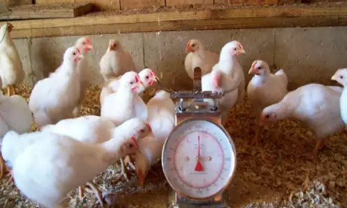 പ്രാദേശികമായി പുതിയ 140 ഉൽ​പന്നങ്ങൾ;  ഭക്ഷ്യോൽ​പാദനം കൂട്ടാൻ ഒരുങ്ങി യു.എ.ഇ