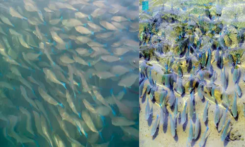 ജി​സാ​ൻ ക​ട​ലി​ൽ ‘പാ​ര​റ്റ് ഫി​ഷി’​െൻറ വ​ർ​ണ​വി​സ്മ​യം; കാ​ണാ​ൻ സ​ന്ദ​ർ​ശ​ക​രു​ടെ തി​ര​ക്ക്