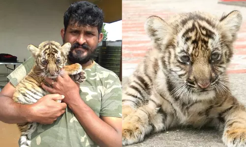 റോയിയുടെ മംഗളവനം റോയിയുടെ മംഗളവനം