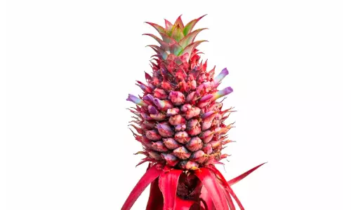 മുള്ളില്ലാത്ത  പൈൻ ആപ്പിൾ