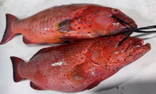 ചെ​ങ്ക​ട​ലി​ൽ നാ​ജി​ൽ, ത്വാ​റാ​ദി മ​ത്സ്യ​ബ​ന്ധ​ന​ത്തി​ന് ര​ണ്ട് മാ​സ​ത്തെ നി​രോ​ധ​നം