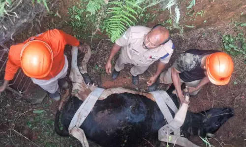 സെപ്റ്റിക് ടാങ്കിൽ വീണ പശുവിനെ അഗ്നിരക്ഷാസേന രക്ഷപ്പെടുത്തി