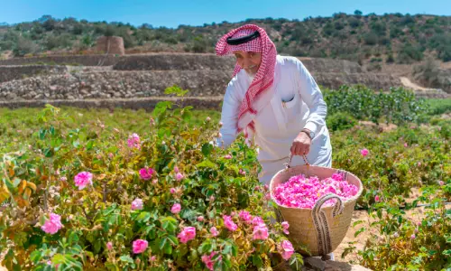 ത്വാഇഫിൽ റോസാപ്പൂ; ഉൽപാദനത്തിൽ വൻ വർധന