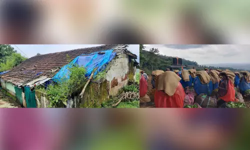 എന്നെങ്കിലും മാറുമോ തോട്ടംതൊഴിലാളികളുടെ യാതന?