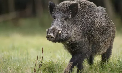 കാട്ടുപന്നി കുറുകെ ചാടി; ബൈക്ക് മറിഞ്ഞ് യുവാവിന് പരിക്ക്