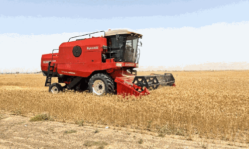 ഗോതമ്പു പാടങ്ങളിൽ കൊയ്ത്തുകാലം