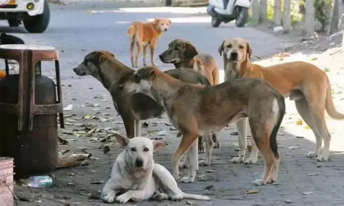 പുഴക്കാട്ടിരിയിൽ പേപ്പട്ടിയുടെ ആക്രമണം: മൂന്നുപേർക്ക് പരിക്ക്, പശു ചത്തു