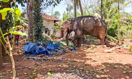 ഇടഞ്ഞ ആന ഭീതി പരത്തിയത് മൂന്ന് മണിക്കൂർ