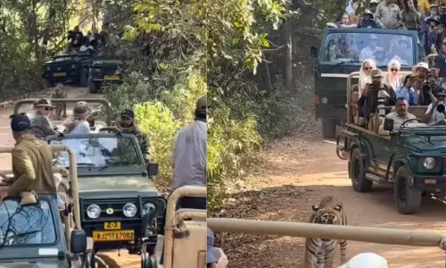 കാട്ടിലും ട്രാഫിക് ബ്ലോക്ക് ! രൺതംഭോറിൽ കടുവയെ വളഞ്ഞ് സഫാരി വാഹനങ്ങൾ