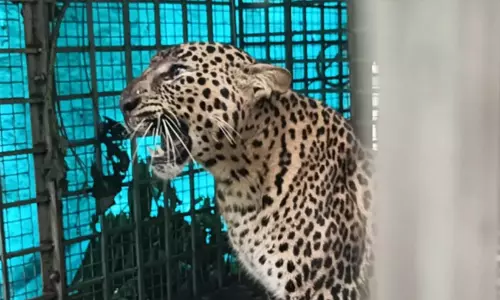 ഓടക്കൊല്ലിയിൽ ഭീതി പരത്തിയ പുലി ചത്തു