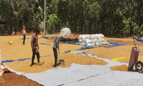 കാ​ല​വ​ർ​ഷം അ​രി​കെ, സം​ഭ​ര​ണം അ​ക​ലെ; ക​ർ​ഷ​ക​ർ ദു​രി​ത​ത്തി​ൽ