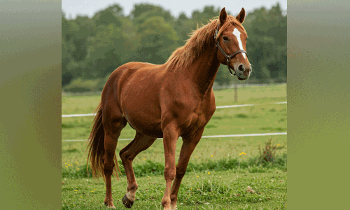 പ്രചാരണത്തിന് കുതിര; കോൺഗ്രസിനെതിരെ പരാതി