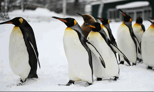 എംപറർ പെൻഗ്വിനുകൾ ഇനി അപകടസാധ്യതയുള്ള ജീവിവർഗം; റെഡ് ലിസ്റ്റ് പുതുക്കി ഐ.യു.സി.എൻ