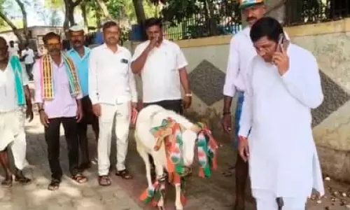 ആ​ടു​മാ​യി കോ​ൺ​ഗ്ര​സ് സ്ഥാ​നാ​ർ​ഥി ബൂ​ത്തി​ൽ