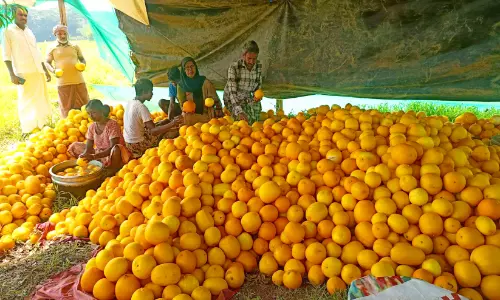 വി​ഷു​വെ​ത്തി; വ​യ​ലു​ക​ളി​ൽ ക​ണി​വെ​ള്ള​രി വി​ള​വെ​ടു​പ്പ്