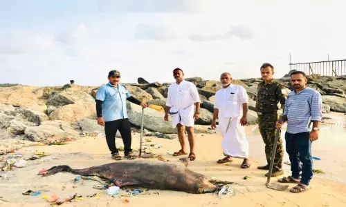 സാ​ൻ​ഡ് ബാ​ങ്ക്സ് തീ​ര​ത്ത് ഡോ​ൾ​ഫി​ൻ അ​ടി​ഞ്ഞു