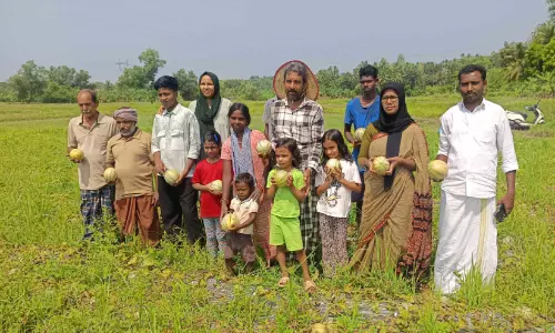 മാ​വൂ​ർ പാ​ട​ത്ത് ഷ​മാം കൃ​ഷി​ക്ക് നൂ​റു​മേ​നി;പാ​ര​മ്പ​ര്യ ക​ർ​ഷ​ക​ൻ എ​ൻ.​എ. മ​ര​ക്കാ​ർ ബാ​വ​യാ​ണ് ഷ​മാം വി​ള​യി​ച്ച​ത്