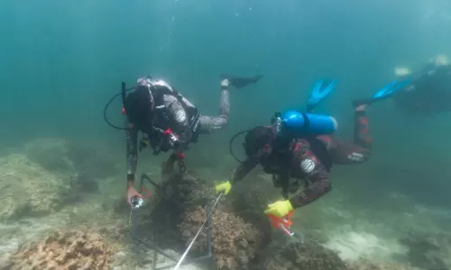 ദൈമാനിയാത്ത് ദ്വീപുകളിൽ പവിഴപ്പുറ്റുകൾ വെച്ചുപിടിപ്പിക്കുന്ന പദ്ധതിക്ക് തുടക്കം