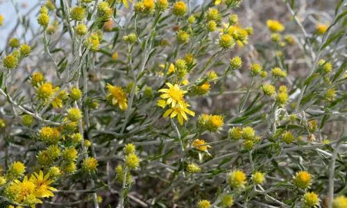 ഇത് ‘അൽ അർഫാജി’ന്റെ പൂക്കാലം; മഞ്ഞവിരിപ്പണിഞ്ഞ് കുവൈത്ത്