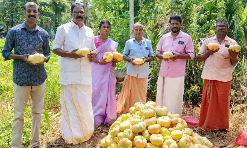 വിഷുക്കണി ഒരുക്കാൻ കണിമത്തൻ